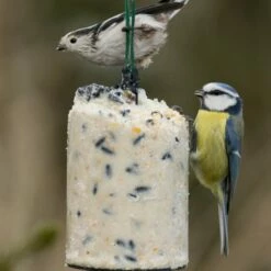 National Trust Seed Peanut Cake (500 Ml) 5 National Trust Seed Peanut Cake (500 Ml) -birds Shop 10020 2 1