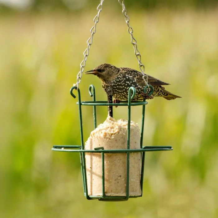 Peanut Cake Tube Hi-Protein For Starling (1 Litre) 1 Peanut Cake Tube Hi-Protein For Starling (1 Litre)