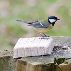 Peanut Cake Squares - Bundle Of 14 7 Peanut Cake Squares - Bundle Of 14 -birds Shop 10077 2 1 2