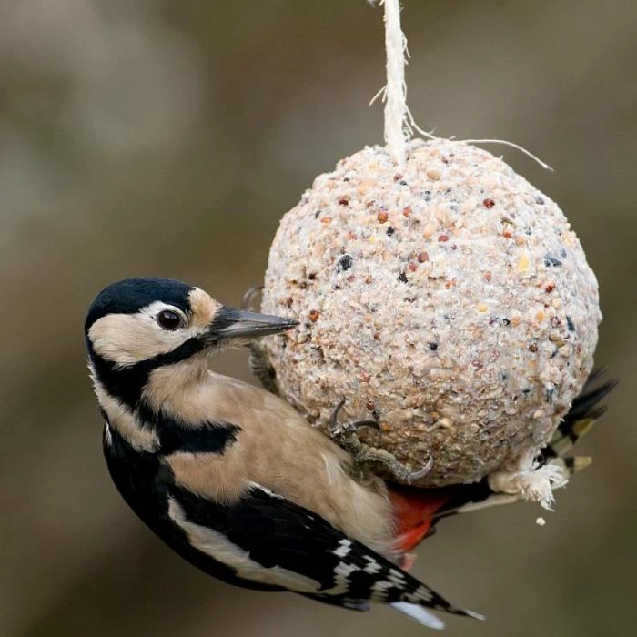 Giant Fat Ball On A Rope - Insects 2 Giant Fat Ball On A Rope - Insects - Image 2