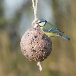 Giant Fat Ball On A Rope - Berries -birds Shop 10098 1 1