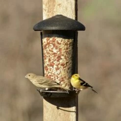 Perky-Pet® Wall And Post Mount Wild Bird Feeder