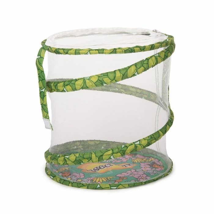 Living Twig Stick Insect Kit 4 Living Twig Stick Insect Kit - Image 4