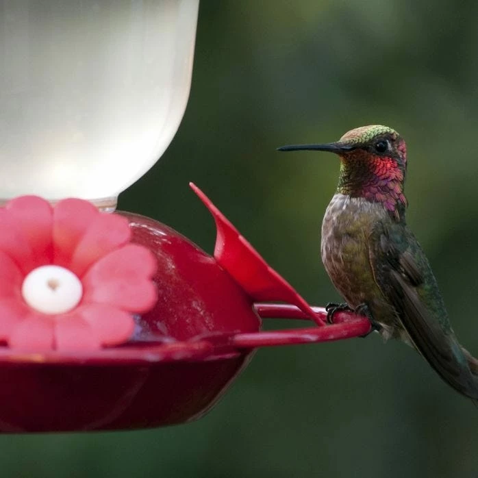 Perky-Pet® Red Impatient Top Fill Plastic Hummingbird Feeder 2 Perky-Pet® Red Impatient Top Fill Plastic Hummingbird Feeder - Image 2
