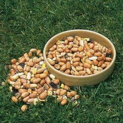 birds Shop -birds Shop 17005 5