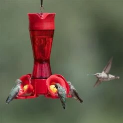 Perky-Pet® Pinch-Waist Red Glass Hummingbird Feeder - 8 Oz Nectar Capacity 31 Perky-Pet® Pinch-Waist Red Glass Hummingbird Feeder - 8 Oz Nectar Capacity -birds Shop 203cpbr a 6