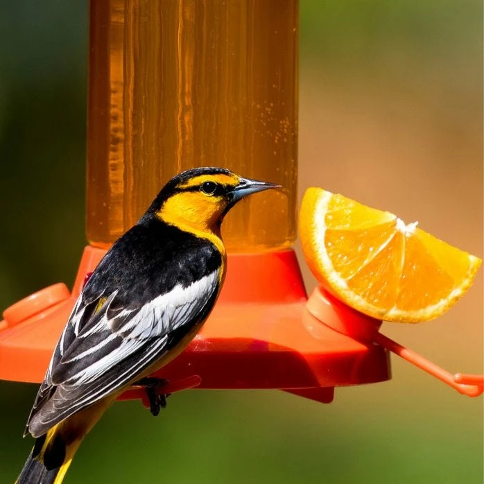Perky-Pet® Fruit Trio Oriole Nectar Feeder 2 Perky-Pet® Fruit Trio Oriole Nectar Feeder - Image 2
