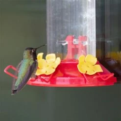 Perky-Pet® Window-Mount Hummingbird Feeder -birds Shop 217 a 5