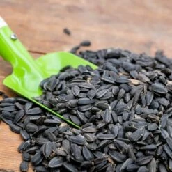 Black Sunflower Seeds - Bird Food
