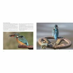 Wildlife Wanderings Book 7 Wildlife Wanderings Book -birds Shop 251707 4