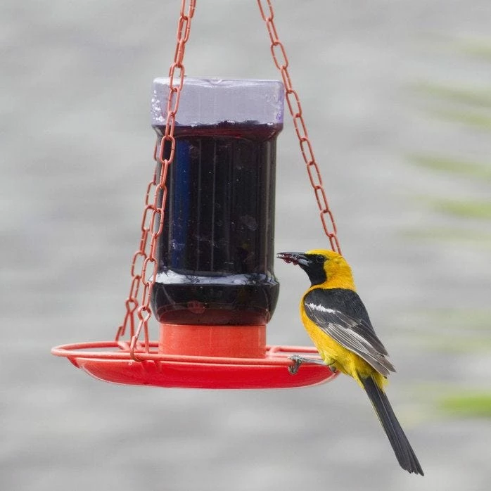 Perky-Pet® Oriole Jelly Wild Bird Feeder 1 Perky-Pet® Oriole Jelly Wild Bird Feeder