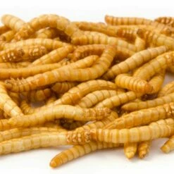 Freeze-Dried Mealworms (100g) - Bird Food -birds Shop 28033 1