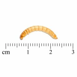 Freeze-Dried Mealworms (100g) - Bird Food -birds Shop 28033 3