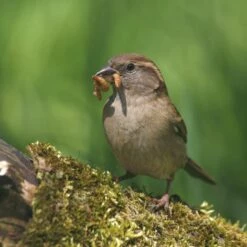 Dried Mealworms - Bird Food -birds Shop 28090 2