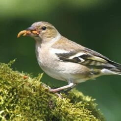 Dried Mealworms - Bird Food -birds Shop 28090 3