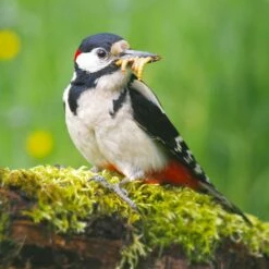 Dried Mealworms - Bird Food -birds Shop 28100 5