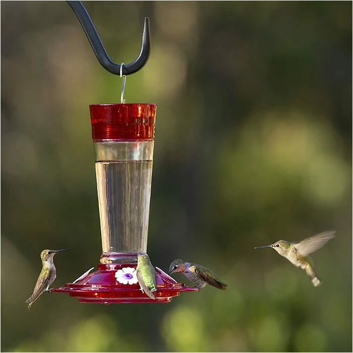 More Birds® Bird Health Ruby Glass Hummingbird Feeder With Ant Moat - 10 Oz 1 More Birds® Bird Health Ruby Glass Hummingbird Feeder With Ant Moat - 10 Oz