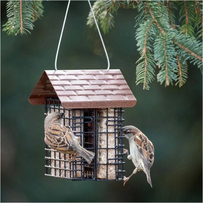 More Birds® Two Cake Suet Buffet Bird Feeder With Weather Guard 1 More Birds® Two Cake Suet Buffet Bird Feeder With Weather Guard