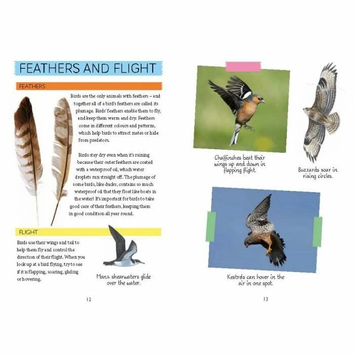 National Trust Out And About Bird Spotter Book 2 National Trust Out And About Bird Spotter Book - Image 2