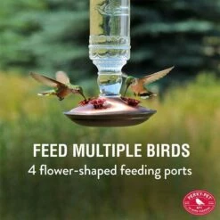 Perky-Pet® Clear Antique Glass Bottle Hummingbird Feeder - 10 Oz Nectar Capacity 12 Perky-Pet® Clear Antique Glass Bottle Hummingbird Feeder - 10 Oz Nectar Capacity -birds Shop 8107 1sr info1