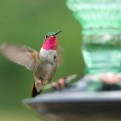 Perky-Pet® Green Antique Glass Bottle Hummingbird Feeder - 10 Oz Nectar Capacity -birds Shop 8108 2 d 5