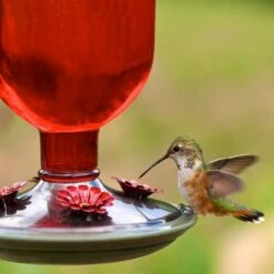 Perky-Pet® Red Antique Glass Bottle Hummingbird Feeder -birds Shop 8109 2 d 3