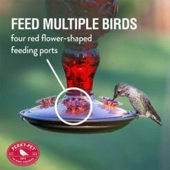 Perky-Pet® Red Antique Glass Bottle Hummingbird Feeder - 24 Oz Nectar Capacity 14 Perky-Pet® Red Antique Glass Bottle Hummingbird Feeder - 24 Oz Nectar Capacity -birds Shop 8119 2 info2