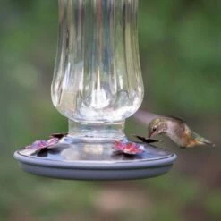 Perky-Pet® Starglow Vintage Glass Hummingbird Feeder -birds Shop 8132 2 d 3
