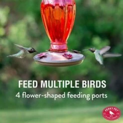 Perky-Pet® Daisy Vase Vintage Glass Hummingbird Feeder -birds Shop 8133 1 ig01