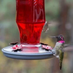 Perky-Pet® Ruby Starburst Vintage Glass Hummingbird Feeder -birds Shop 8139 2 d 5