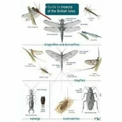 ID Chart - Guide To Insects Of The British Isles