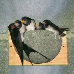 Swallow Nest Box