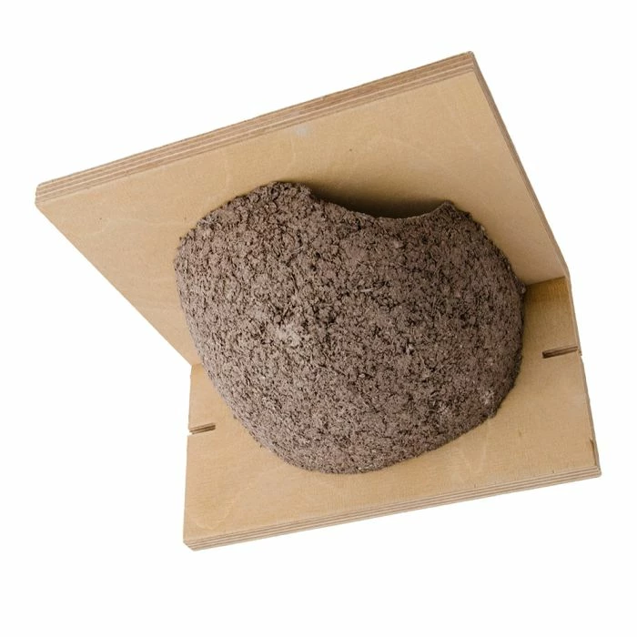 House Martin Nest (Right Single) 2 House Martin Nest (Right Single) - Image 2