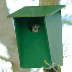 Tawny Owl, Stock Dove And Jackdaw Nest Box 6 Tawny Owl, Stock Dove And Jackdaw Nest Box -birds Shop 90316