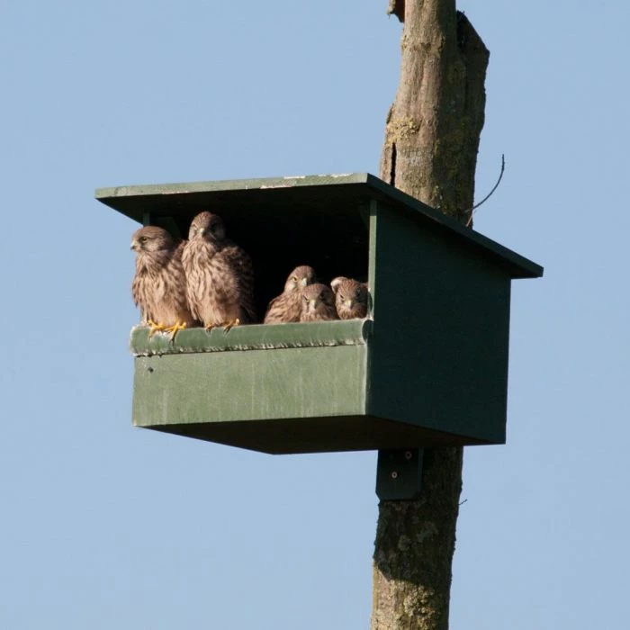 Kestrel Nest Box 2 Kestrel Nest Box - Image 2
