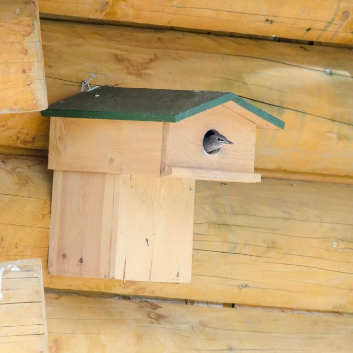 Starling Nest Box With Balcony 1 Starling Nest Box With Balcony
