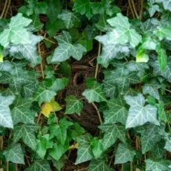 Funchal Lounge Roosting Nest -birds Shop 909210119 funchal nester dv 3799