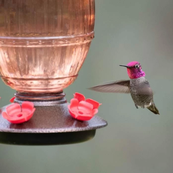 Perky-Pet® Prohibition Top-Fill Glass Hummingbird Feeder 10 Perky-Pet® Prohibition Top-Fill Glass Hummingbird Feeder - Image 10