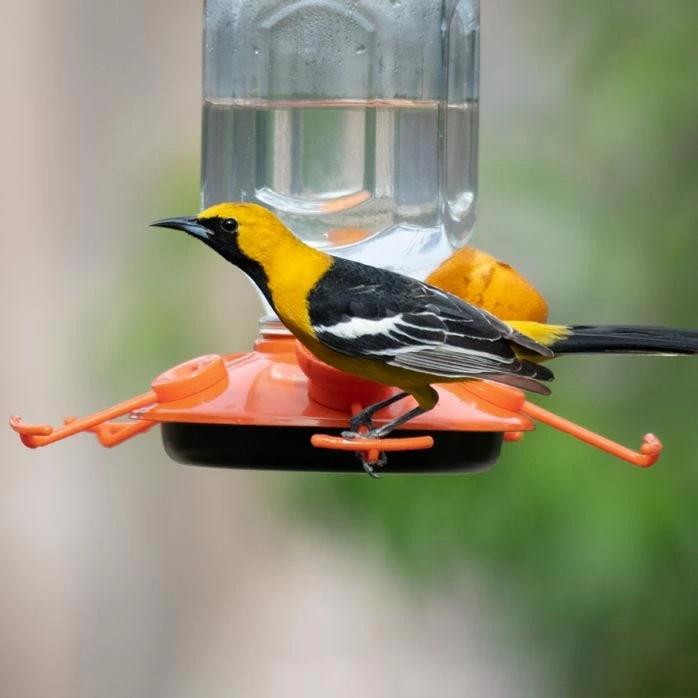 Perky-Pet® Oriole Top-Fill Feeder 2 Perky-Pet® Oriole Top-Fill Feeder - Image 2