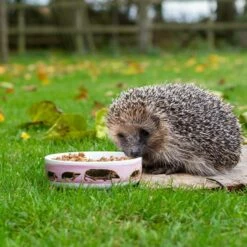 Hedgehog Bowl Myrte