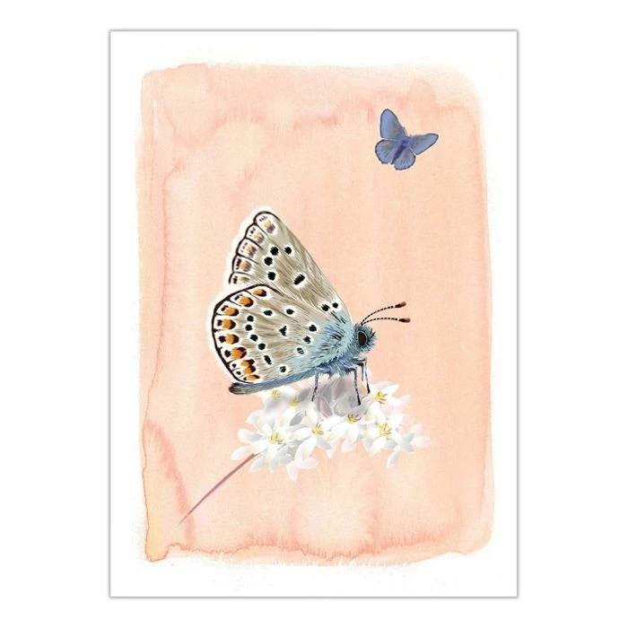 Myrte Common Blue Butterfly Card 1 Myrte Common Blue Butterfly Card