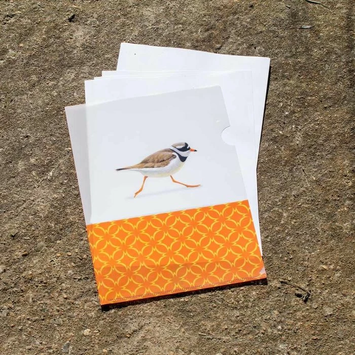 Great Ringed Plover L-Folder By Elwin Van Der Kolk 1 Great Ringed Plover L-Folder By Elwin Van Der Kolk