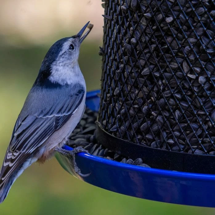 Perky-Pet® Large Dual Mesh Seed Feeder Cobalt Blue 8 Perky-Pet® Large Dual Mesh Seed Feeder Cobalt Blue - Image 8