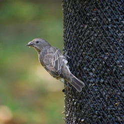 Perky-Pet® Large Dual Mesh Seed Feeder Cobalt Blue 25 Perky-Pet® Large Dual Mesh Seed Feeder Cobalt Blue -birds Shop bdh00348 06