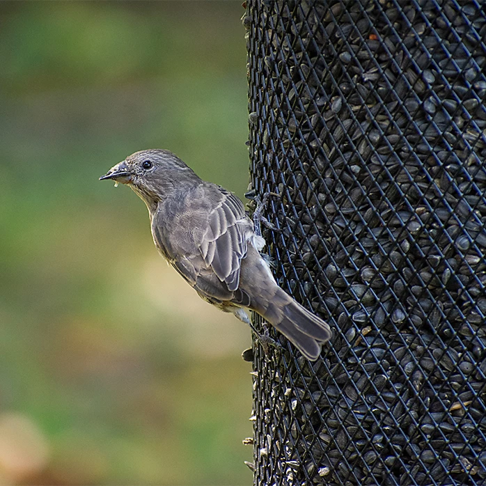 Perky-Pet® Large Dual Mesh Seed Feeder Cobalt Blue 11 Perky-Pet® Large Dual Mesh Seed Feeder Cobalt Blue - Image 11