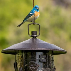 birds Shop -birds Shop bf us 337 3