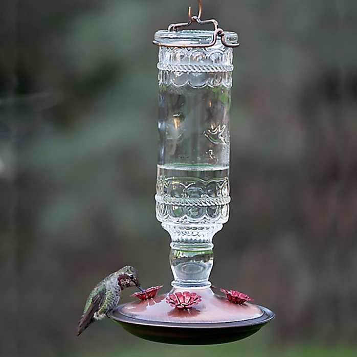 Perky-Pet® Clear Antique Glass Bottle Hummingbird Feeder - 10 Oz Nectar Capacity 9 Perky-Pet® Clear Antique Glass Bottle Hummingbird Feeder - 10 Oz Nectar Capacity - Image 9