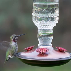 Perky-Pet® Clear Antique Glass Bottle Hummingbird Feeder - 10 Oz Nectar Capacity 19 Perky-Pet® Clear Antique Glass Bottle Hummingbird Feeder - 10 Oz Nectar Capacity -birds Shop bf us 8107 2 5