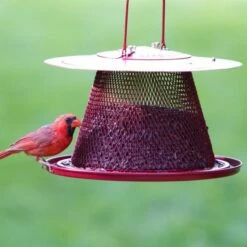 Perky-Pet® Red Cardinal Wild Bird Feeder -birds Shop c00322 d 3