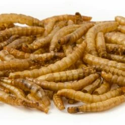 Dried Mealworms - Bird Food -birds Shop getrocknete mehlwuermer 28030 2